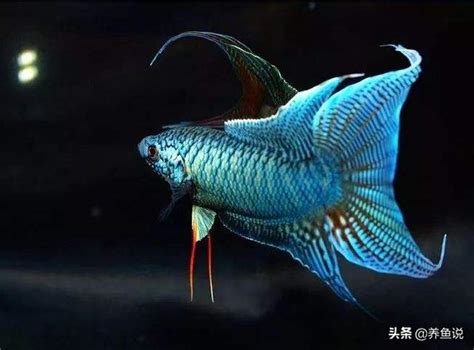 養觀賞魚|觀賞魚新手必看攻略